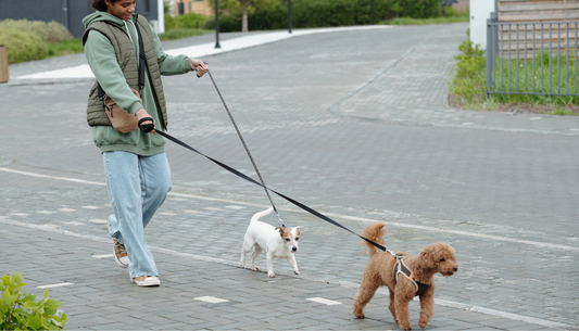 What Is the Best Dog Leash Length for Walking, Training, and Recall Sessions?