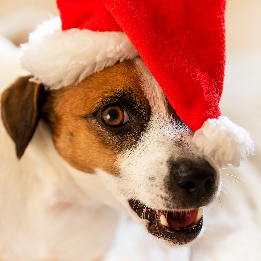 Christmas Collection