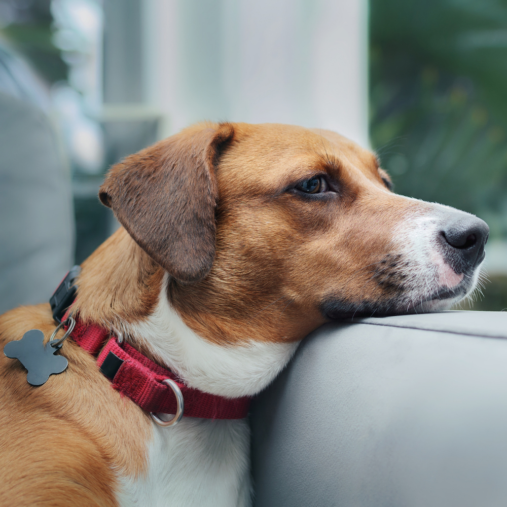 Dual-Color Collection