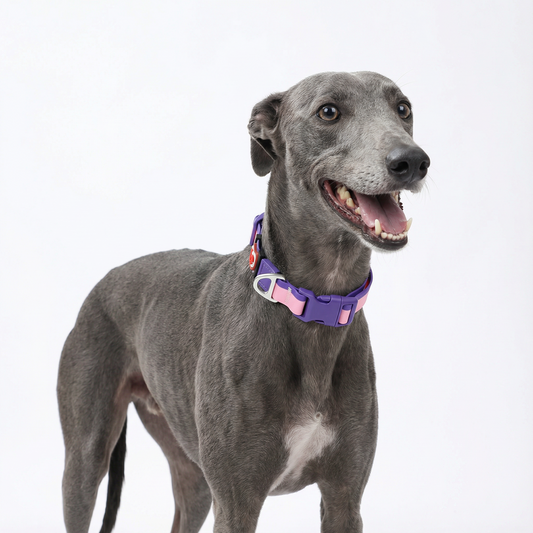 Purple Bliss Christmas Limited Edition Collar