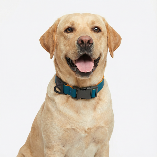 Lake Blue & Orange Embossed Dual-Color collar