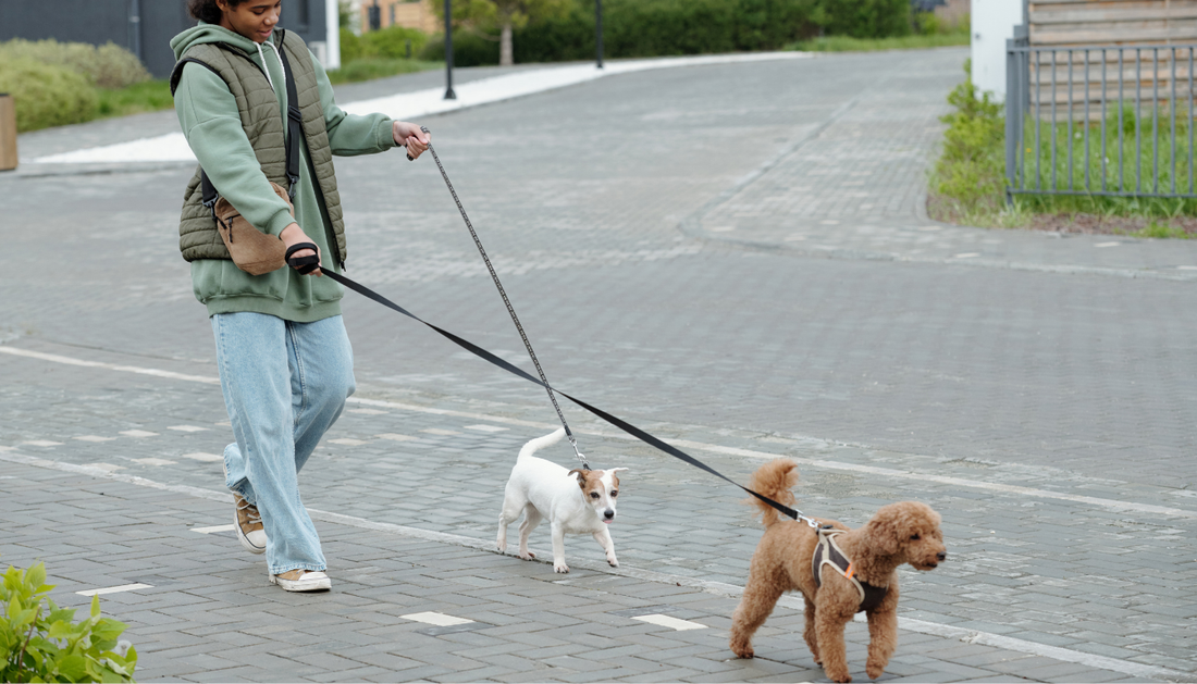 What Is the Best Dog Leash Length for Walking, Training, and Recall Sessions?