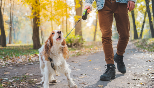How Do You Keep Your Dog Safe on Walks If They Pull Hard on the Leash?
