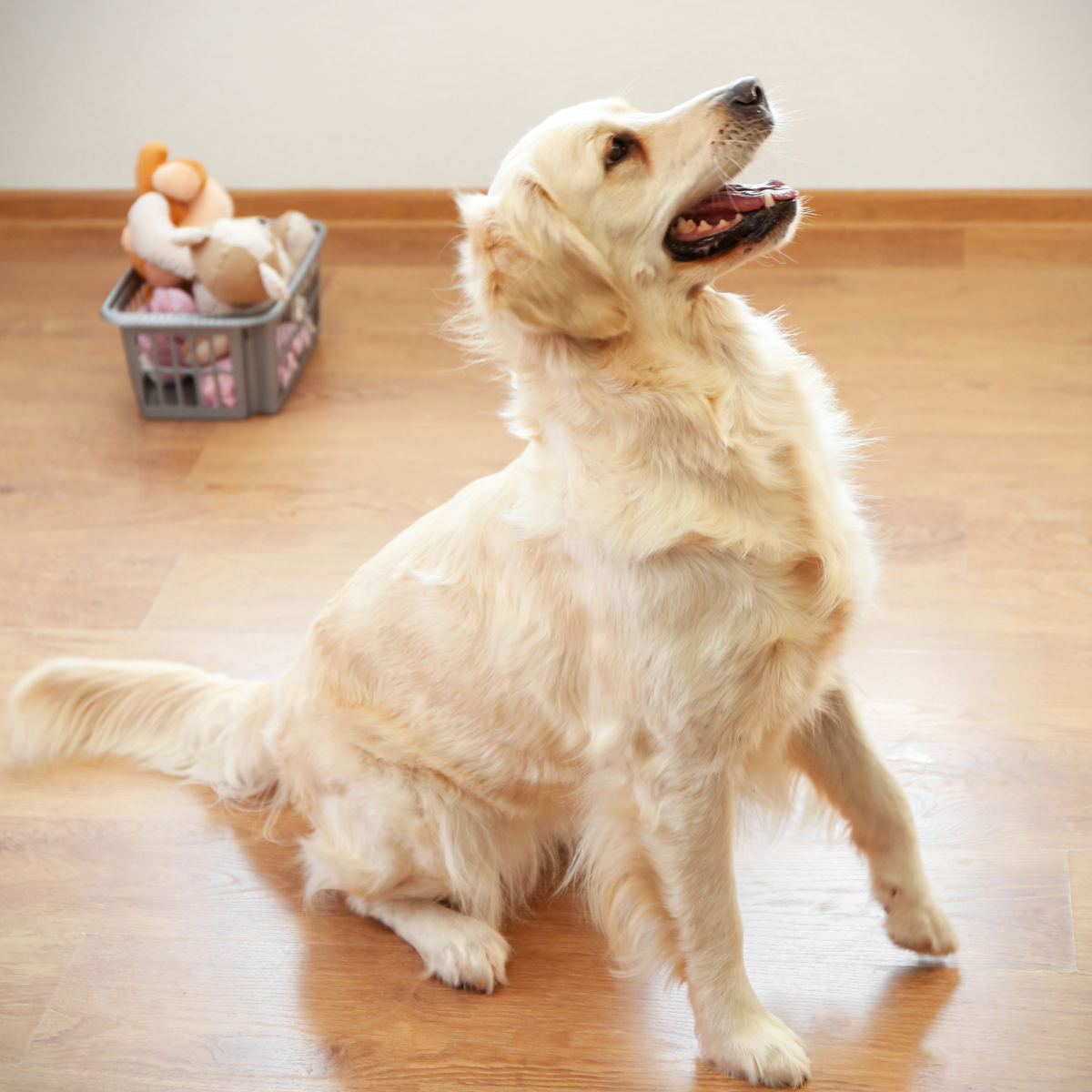 Training Long Leash Collection