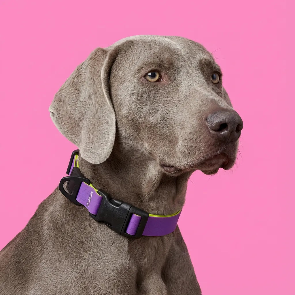 Dual-Color Collection