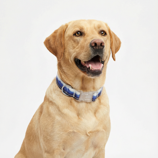 Blue Porcelain Pattern Coated Webbing Collar
