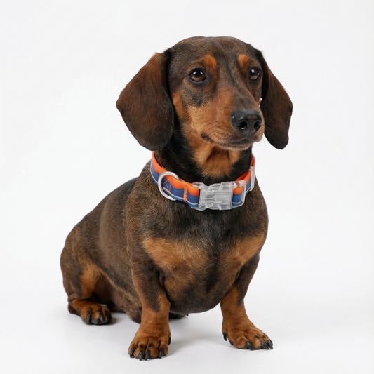 Canyon Sunset Pattern Coated Webbing Collar