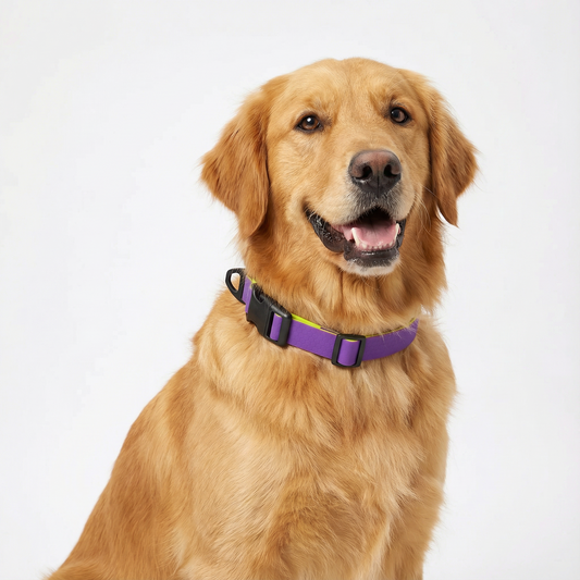 Purple & Gold Embossed Dual-Color Collar