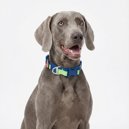 Ocean Breeze Christmas Limited Edition Collar